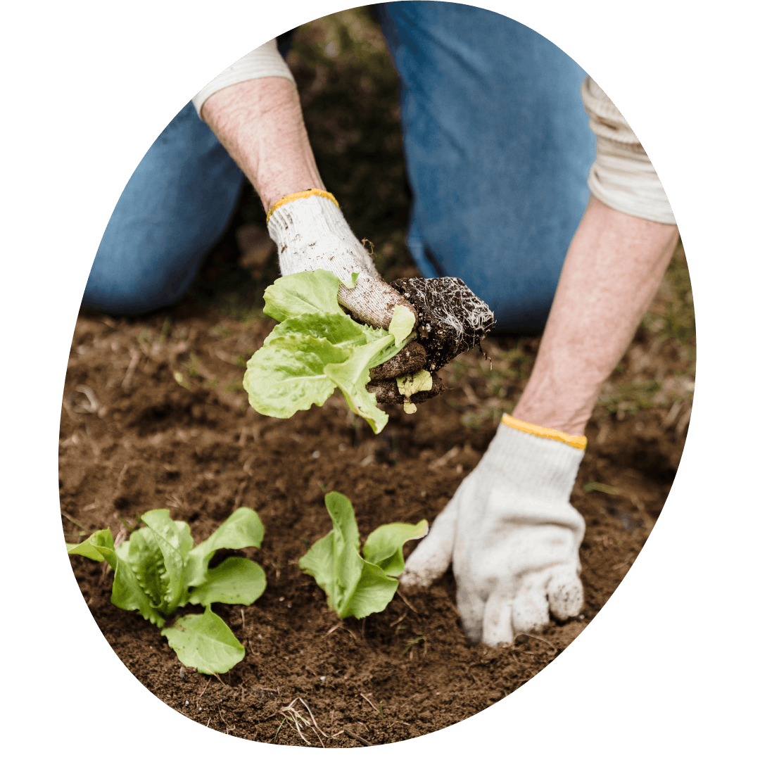 Hands in gardening gloves transplanting lettuce seedlings into a garden bed
